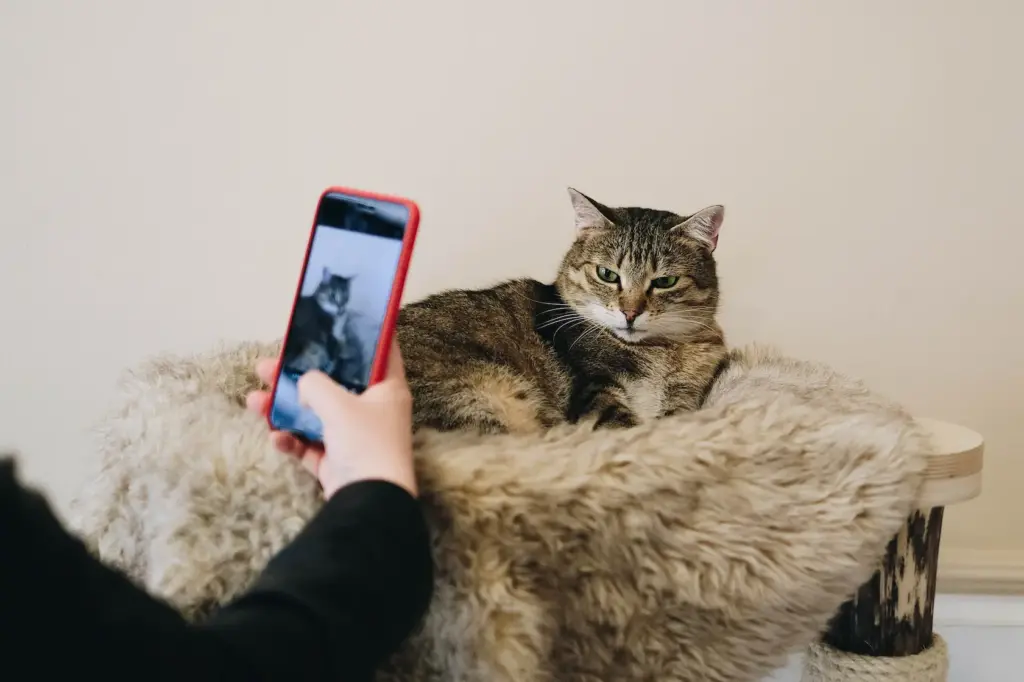 Apps para mascotas