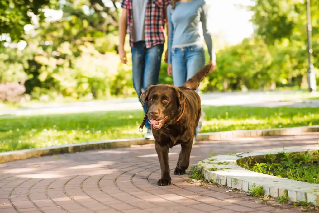 productos sostenibles para mascotas