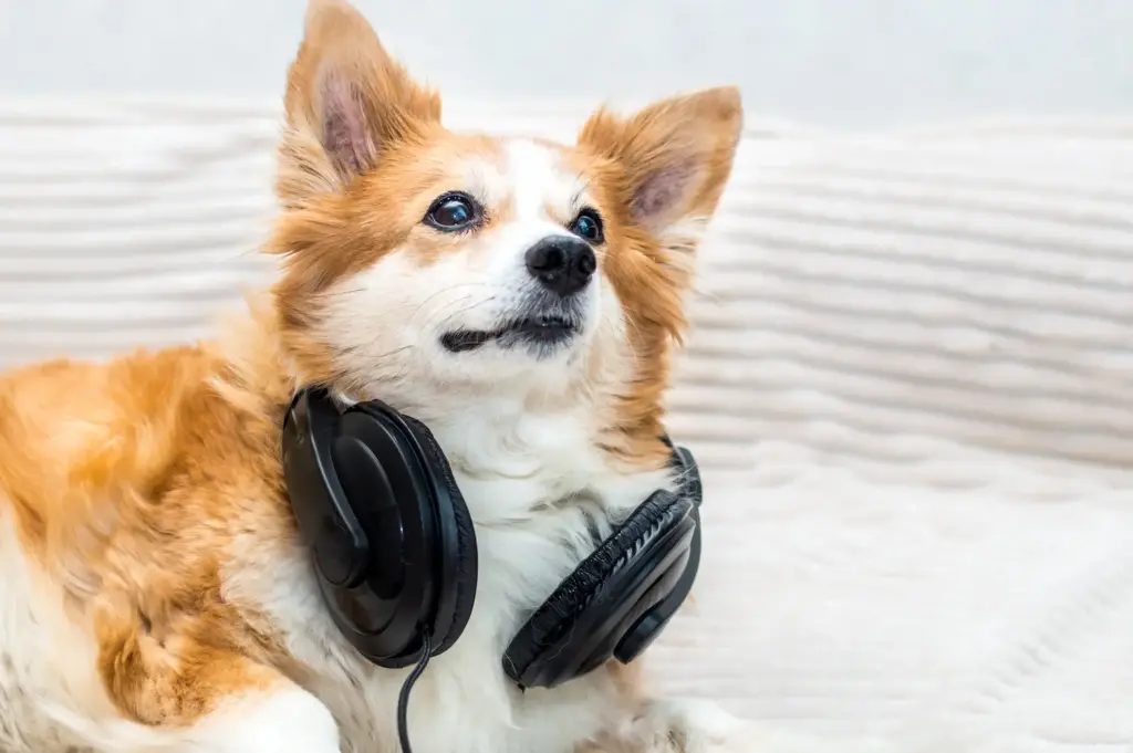Música para mascotas