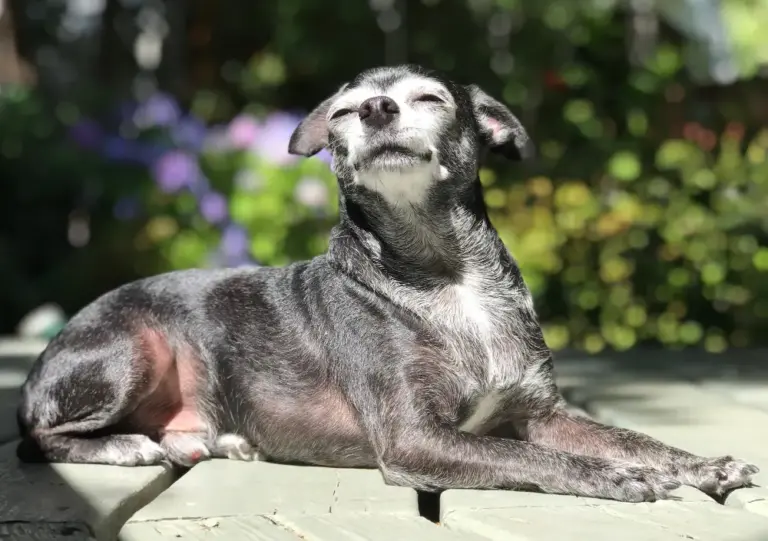 Adopción de mascotas: Sin límite de edad ni amor