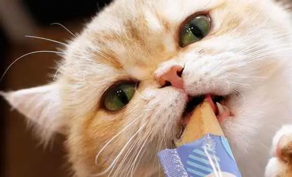 churu para gatos