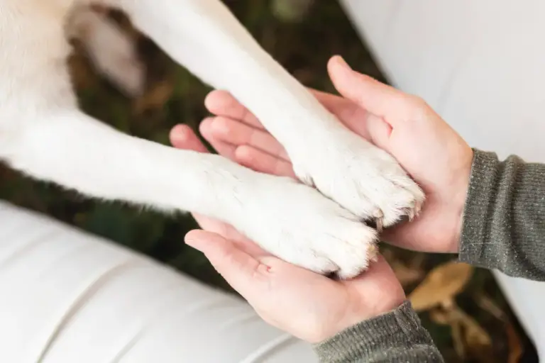 ¿Por qué necesitas un limpiador de patas para perros?