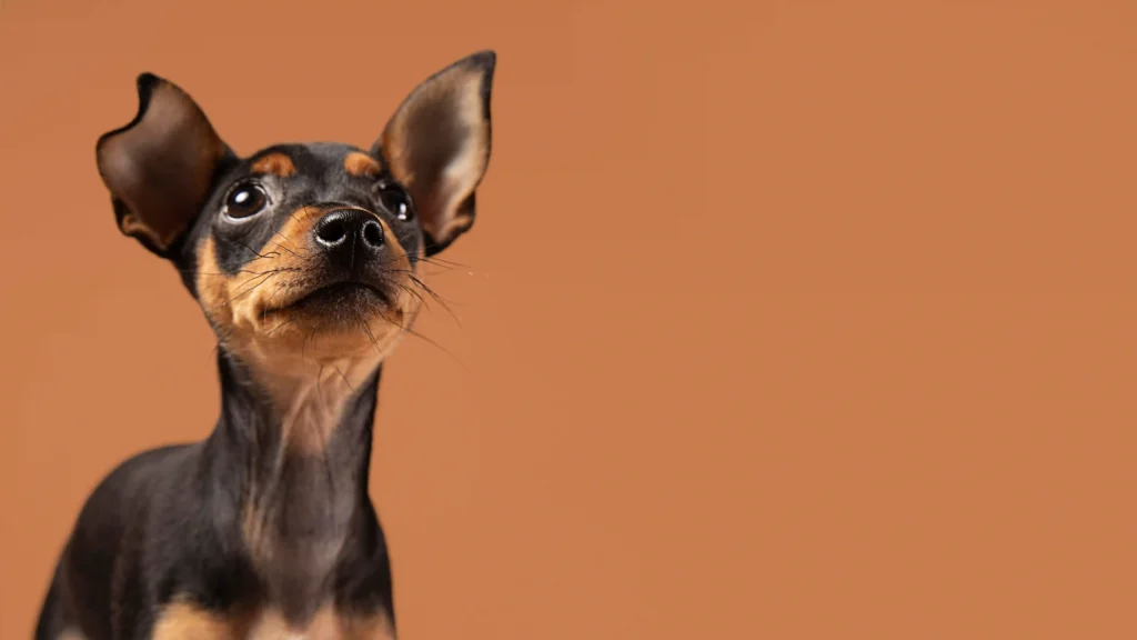 capacidad auditiva de los perros