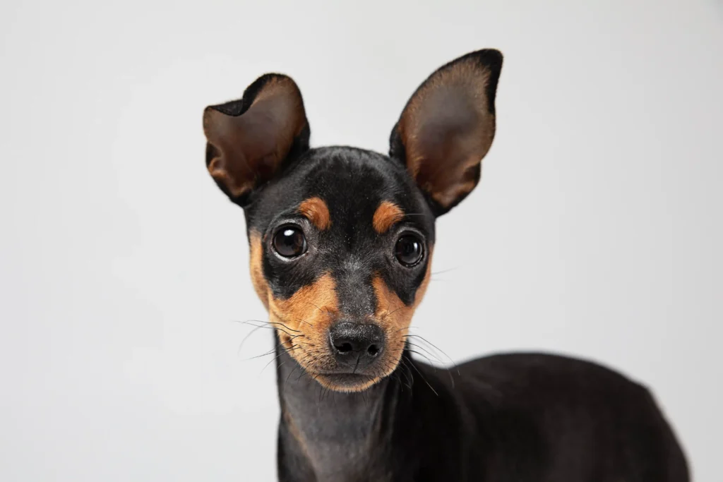 capacidad auditiva de los perros