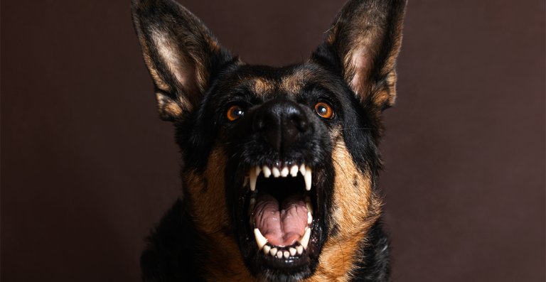 Perro agresivo